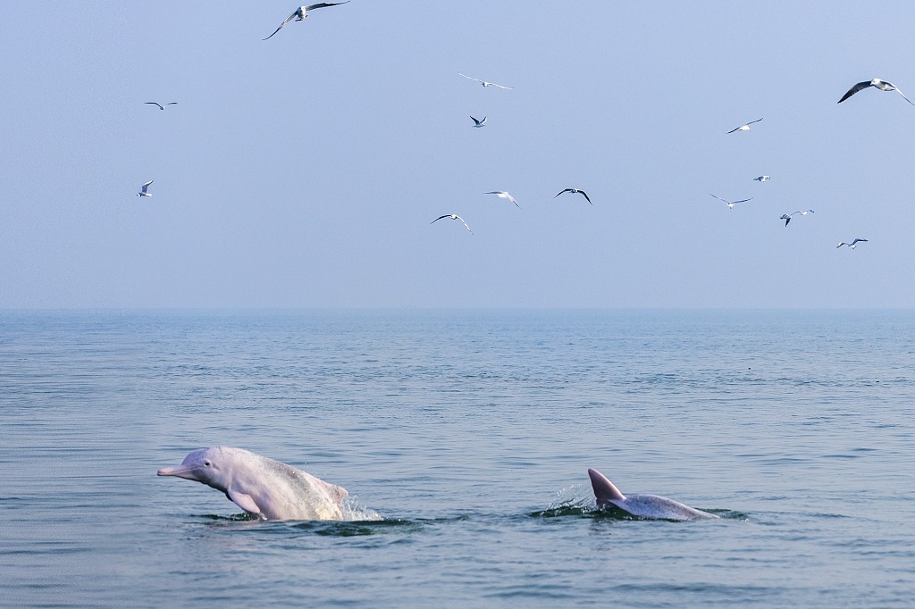 Guangxi offers sanctuary for white dolphins