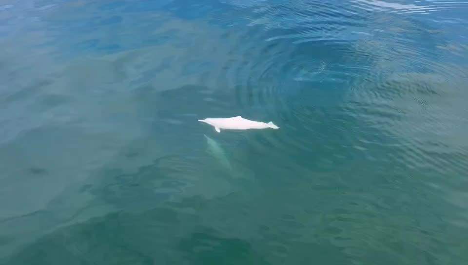 Chinese white dolphins embrace ecology day!