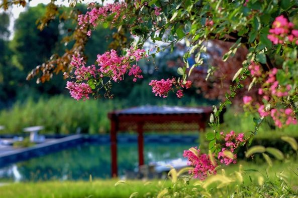 Crape myrtle blossoms give romantic tint to Wuxi’s Yangshan town