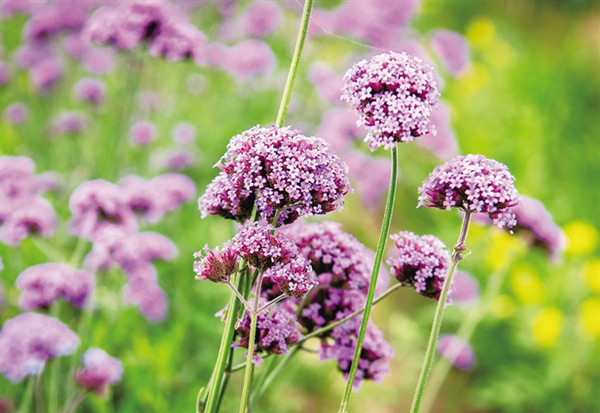 Hohhot city's verbena flowers bloom in a sea of purple 