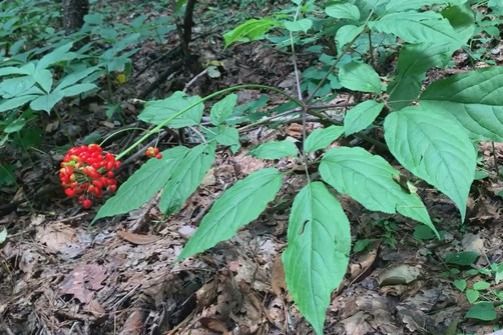 Jilin's ginseng industry thrives with innovation and tradition