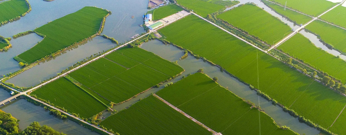 Qinhu Lake in Jiangyan district designated as provincial pilot 'Eco Island'