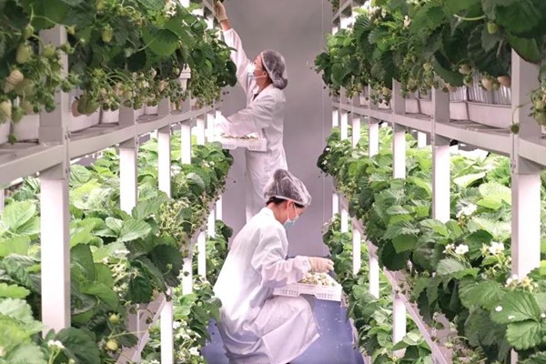 Plant Ark in OVC makes farming on Mars a reality