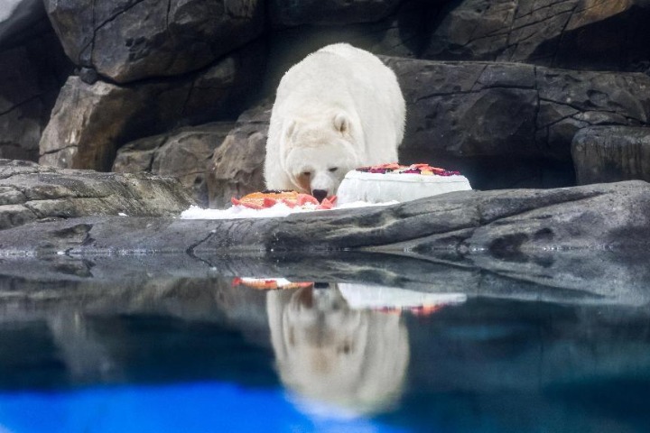 Wuhan ocean park treats animals to a special mooncake feast