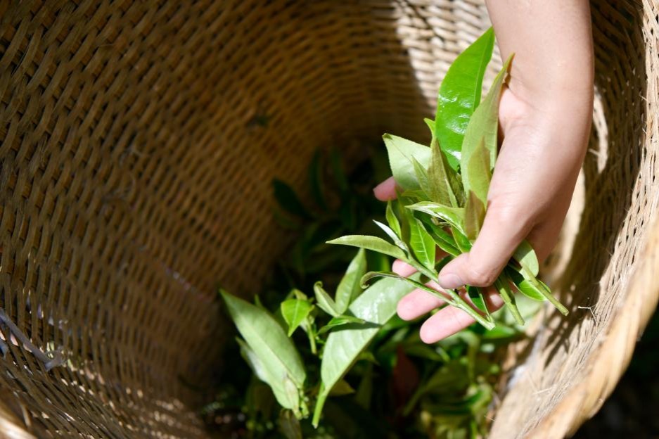 UNESCO listing promotes tea culture in Yunnan