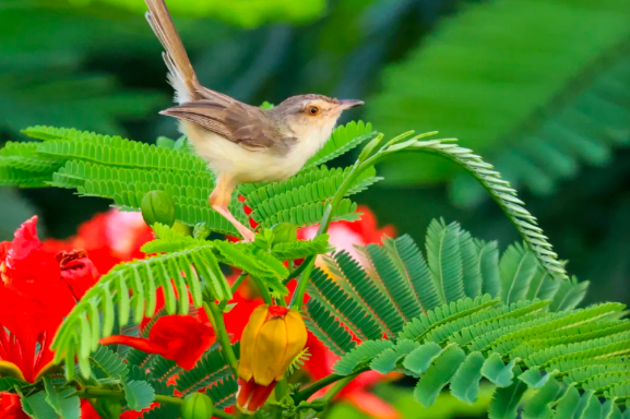 Zhanjiang: A haven for migratory birds