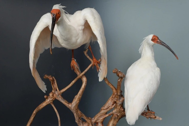 Discover diversity of wading birds at Changzhou Museum