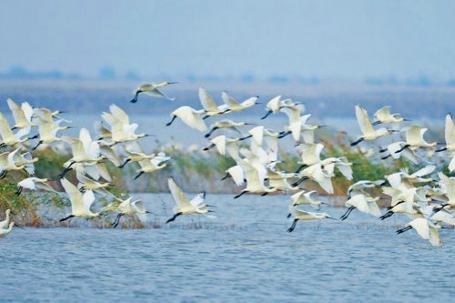 Yellow River Delta National Reserve sees increase in rare birds