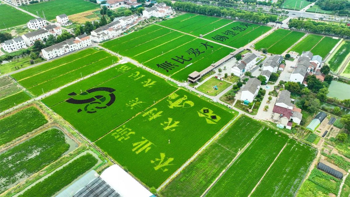 Stunning rice paddy art unveiled in Hongshan