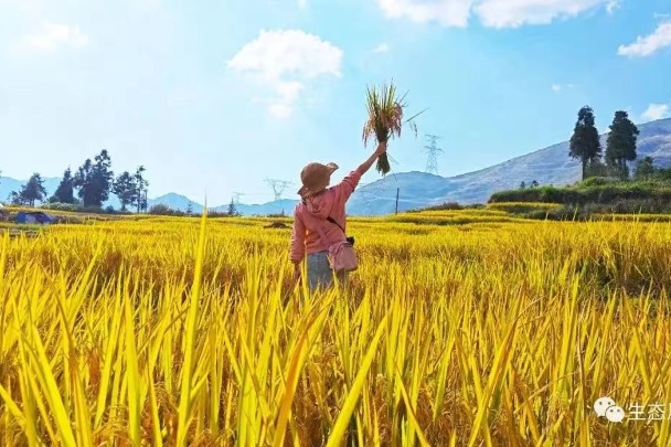 Embrace the beauty of Ningde's terraced fields