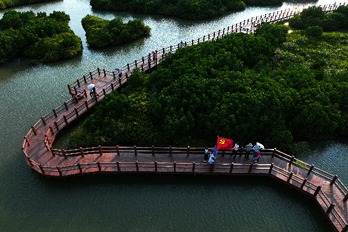 Dolphins and mangroves symbols of Zhanjiang's ecological achievements