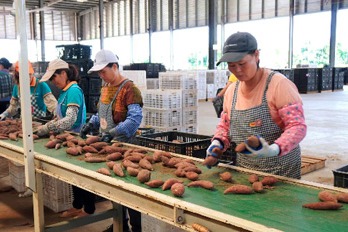 Flourishing industry in Zhanjiang down to modernization