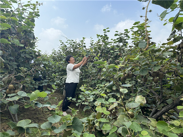 Kiwifruit brings sweet success to Tai'an farmers