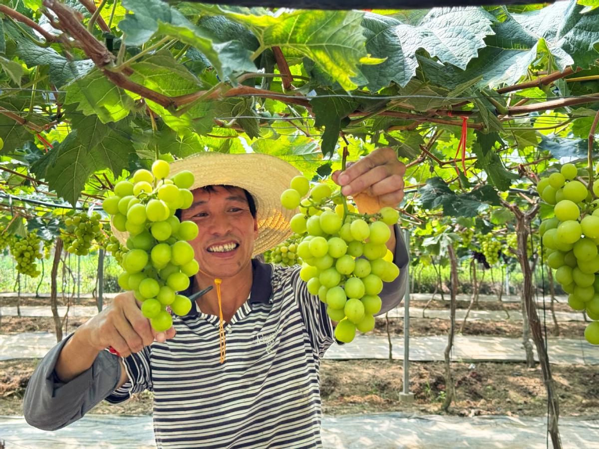 在大康葡萄种植园内一串串果粒饱满、色泽鲜亮的葡萄挂满枝头在阳光沐浴下格外诱人甘甜沁人的果香扑鼻而来。果农用汗水浇灌出的这份甜蜜成就了丰收里的笑颜.jpg