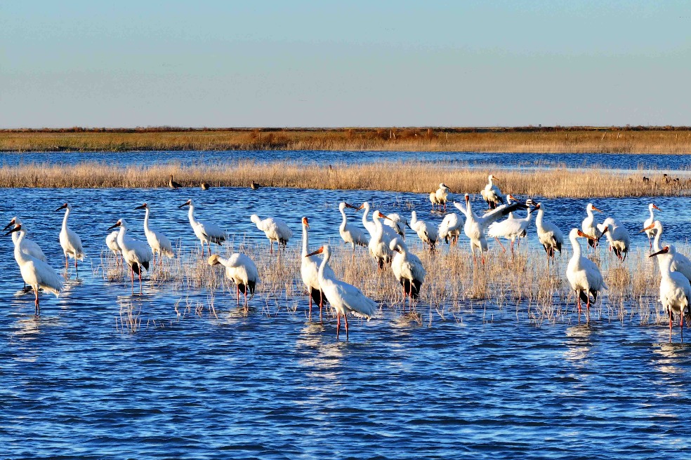 Migratory birds flock to Jilin's wetland haven