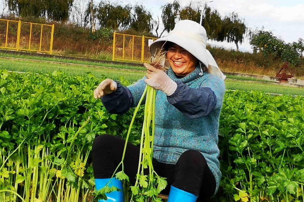 Farmers in Southwest China province reap juicy gains from vegetable