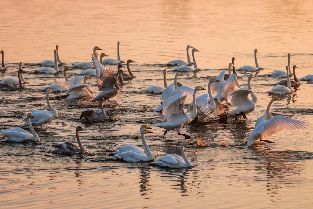 Hundreds of swans grace Rongcheng's lakeside beauty