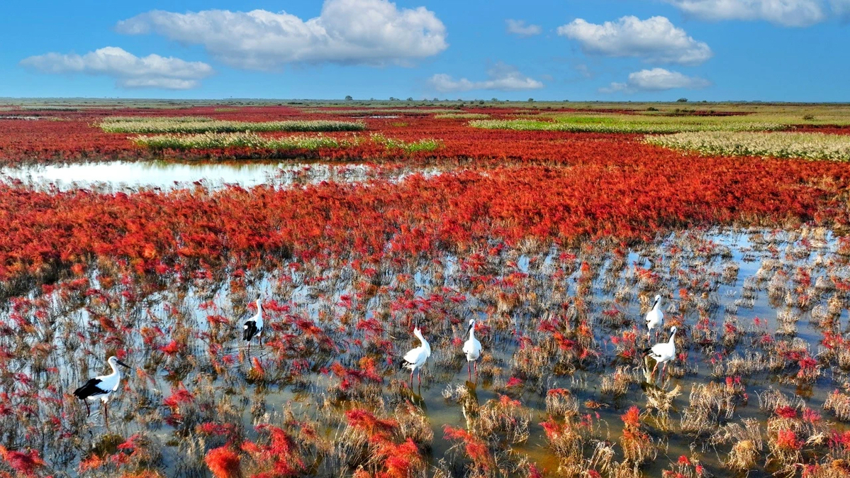 Dongying hosts intl roundtable on sustainable wetland development