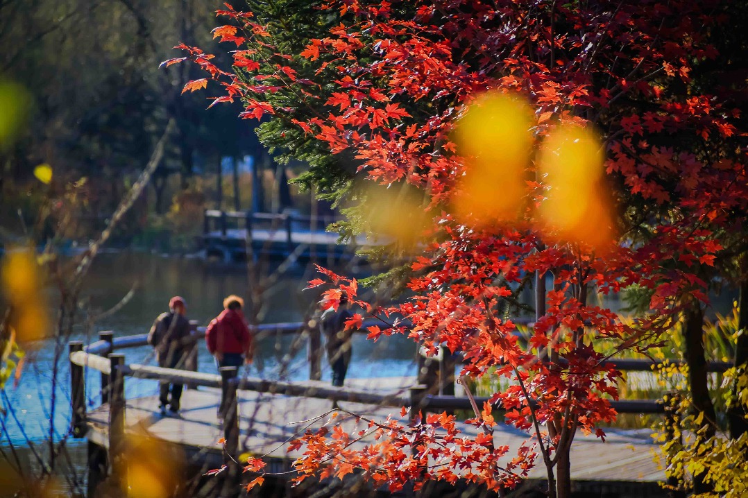 Jingyuetan: autumn's pastel paradise in Changchun