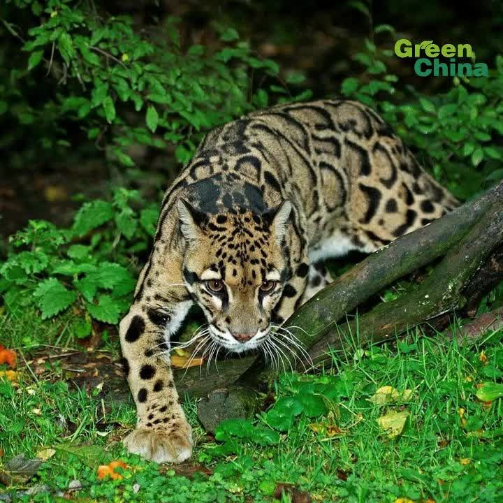 Rare clouded leopard spotted on camera in Yunnan's nature reserve