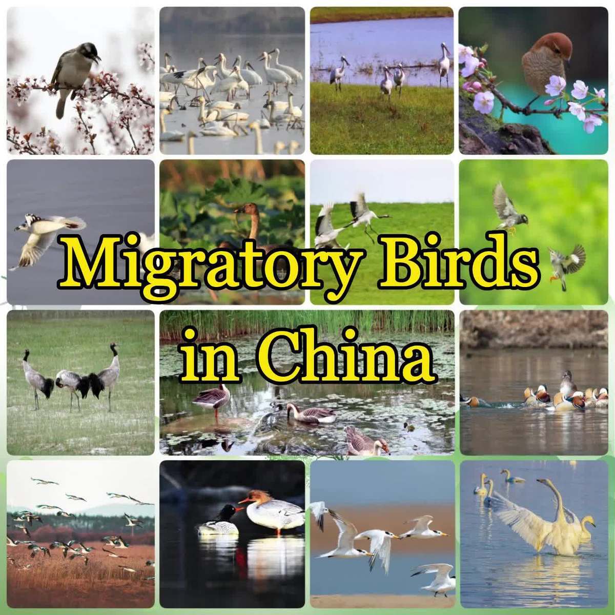 Migratory Birds in China