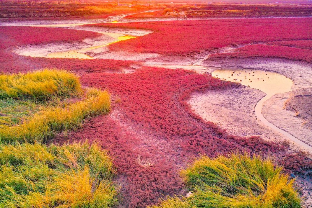 Luxurious red blanket of grass appears in Qingdao