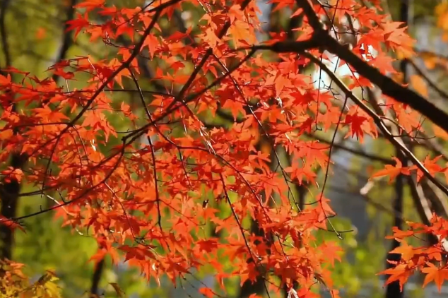 Picture-perfect autumn in Jilin