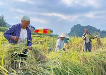 Golden fields of autumn bring harvest to Hechi