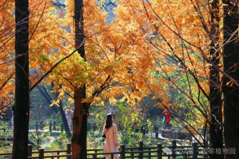 Dawn redwoods in fiery hues at the China National Botanical Garden