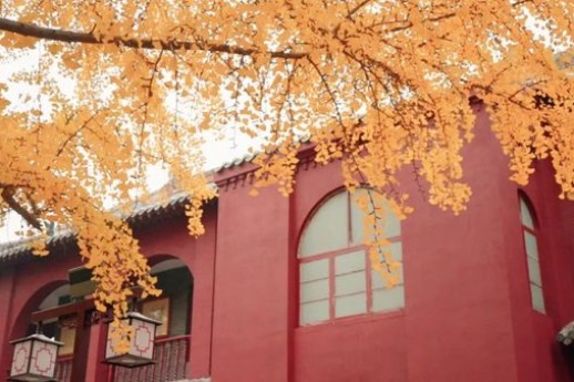 Taibai Tower Scenic Area in Jining amid golden gingko trees