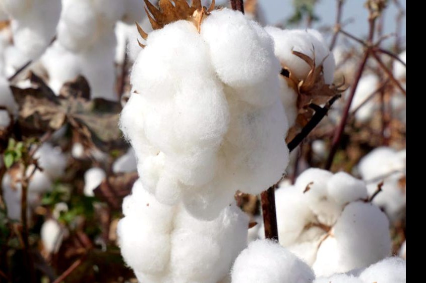 Xinjiang harvest breaks China's cotton yield record