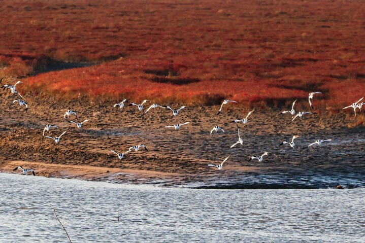 Stunning red beach winter scenery in Qingdao