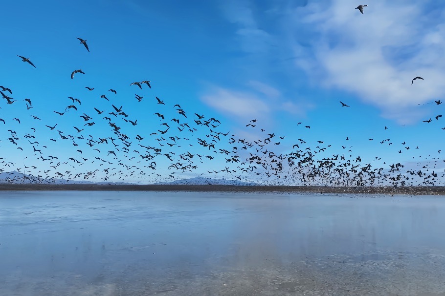 Rare birds descend on Jingxin Wetland oasis