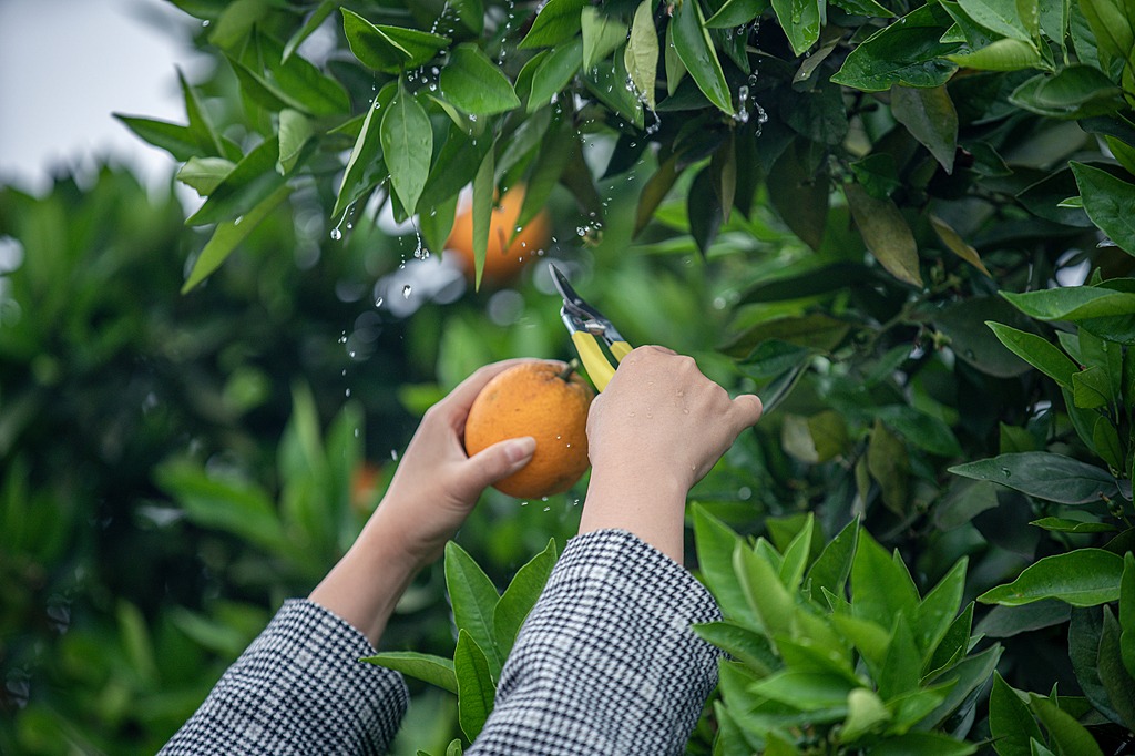 Citrus spells success for farmers in Chongqing