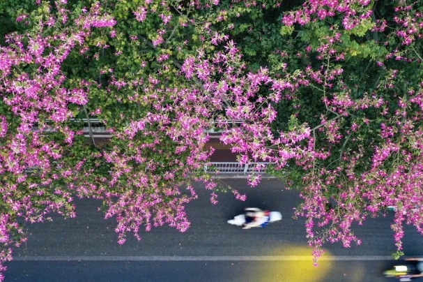 Guangdong’s Kapok trees in full bloom