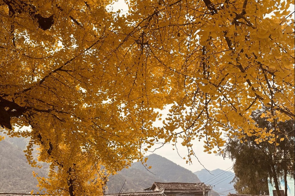 Guizhou's ancient ginkgo tree dons golden-leaf attire