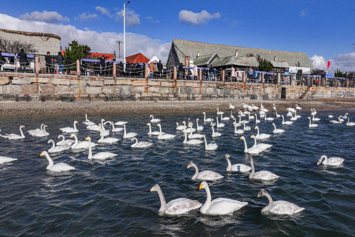 Yandunjiao village: A jewel in Shandong's coastal crown