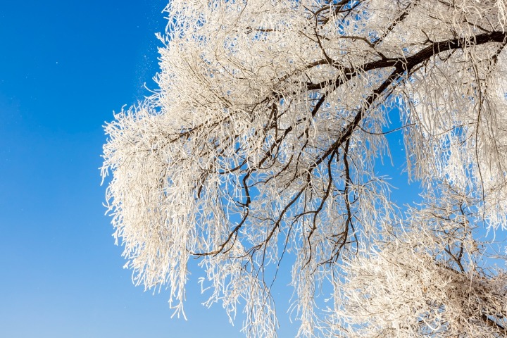 Rime ice in Jilin city