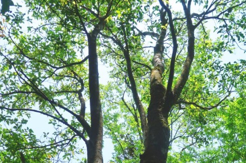 New tree species discovered in South China's karst region