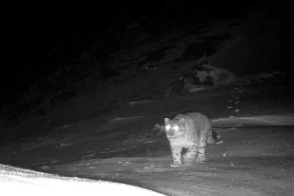 Snow leopards spotted in China's Yunnan for first time