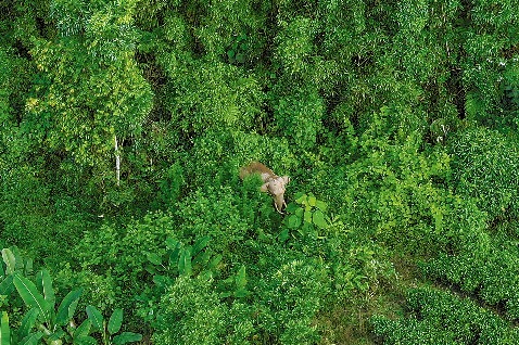 A'Bao doing well after return to nature