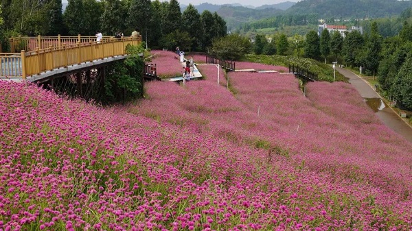 Embark on a romantic journey of flowers in Guiyang