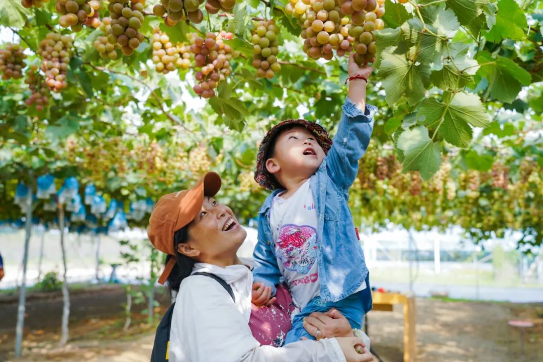 Qingdao's Dacun grapes ripen to perfection, shaping local viticulture