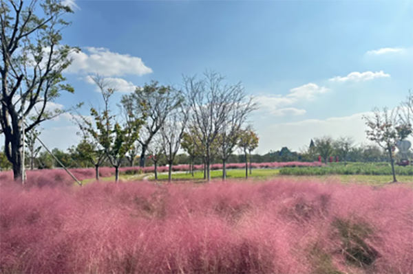 Tongzhou brimming with autumn vibes