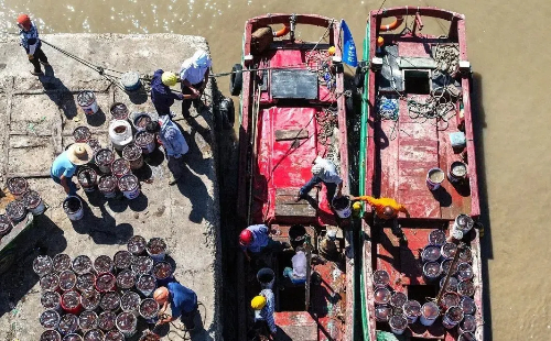 Zhoushan celebrates bumper jellyfish harvest