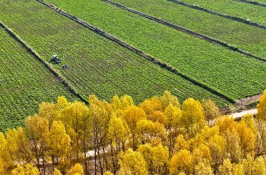 High-sugar beets thrive in Gansu Shandan