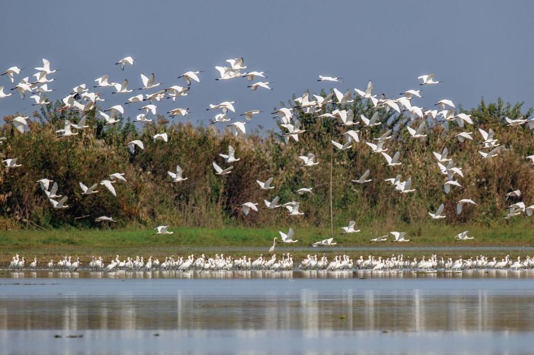 Birds from Siberia find winter refuge in Hunan