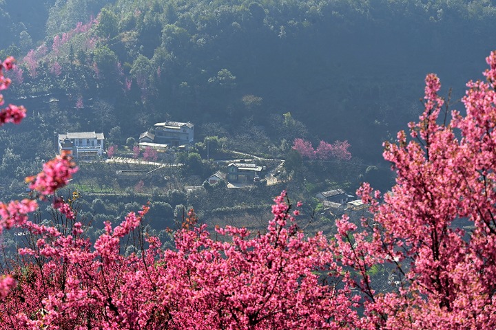 Winter wonderland of cherry blossoms in Yunnan