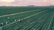 Zhoushan gives salty soil impressive yields