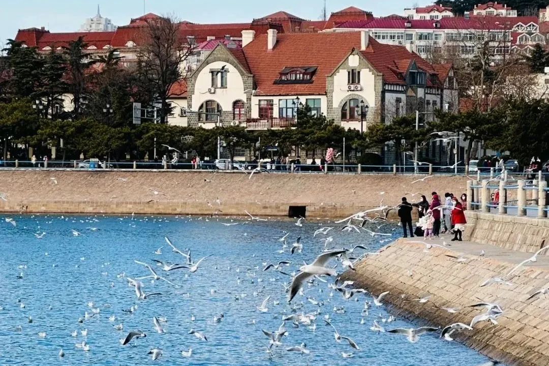 Siberian seagulls flock to Qingdao shores for winter retreat